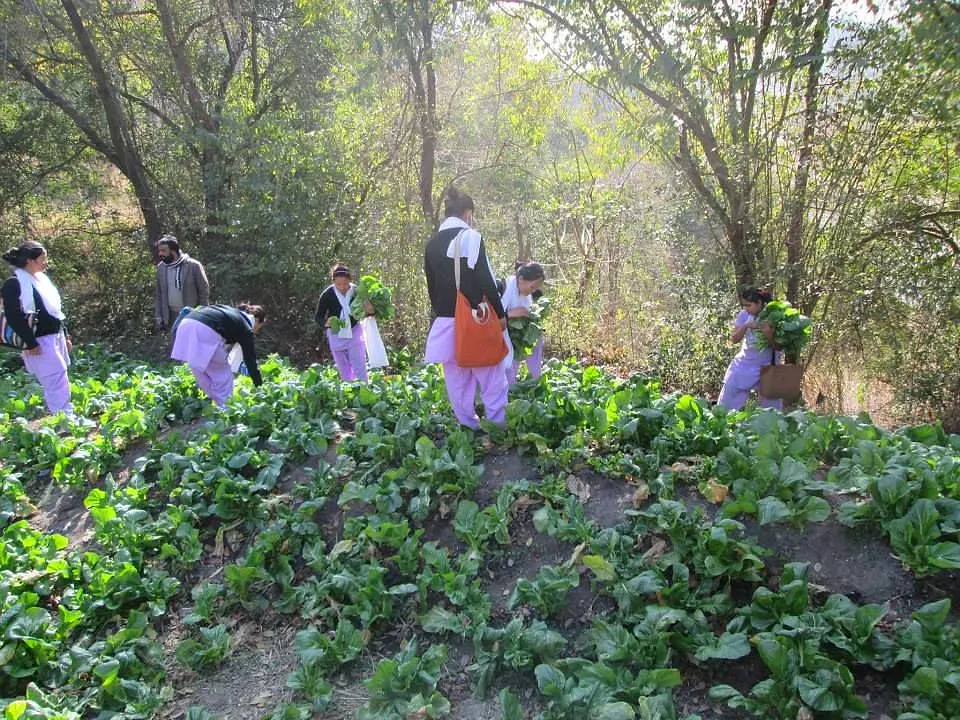 Students picking organic greens grown on the NEPCEMAC farm at Chobhar